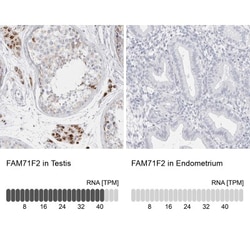 FAM71F2 Antibody, Novus Biologicals 0.1mL; Unlabeled:Antibodies, Polyclonal